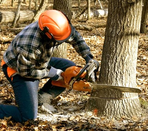 Tree Removal in Pheba, MS